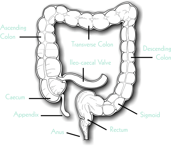 how the colon works